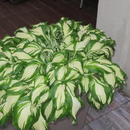 Pavlovic Apartment Soko Banja